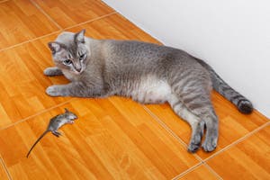 Cat Kill Rat Royalty Free Stock Photo Image 36427285