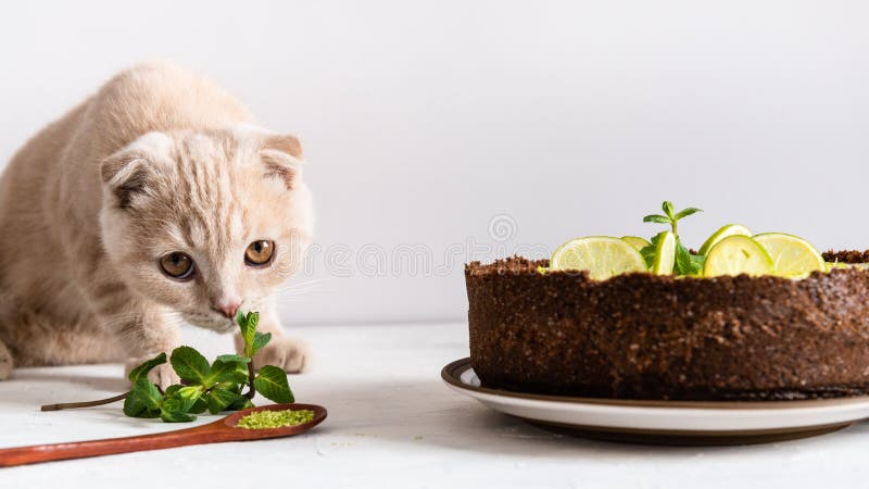 باورچی خانے میں بلی۔ پیپرمنٹ اور کیک کے ساتھ پیاری بلی کا بچہ۔ سائیڈ ویو، کاپی اسپیس اسٹاک امیج - چونے کی تصویر، چیزکیک: 142963523