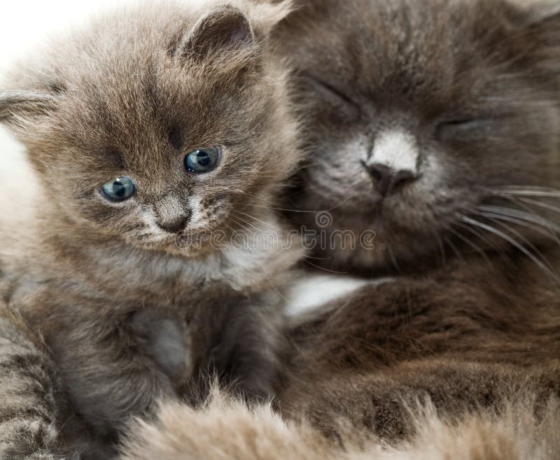 Cat and kitten