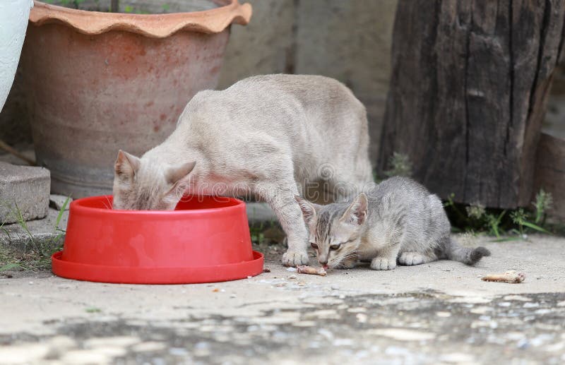 Cat and kitten are eating Thai food.