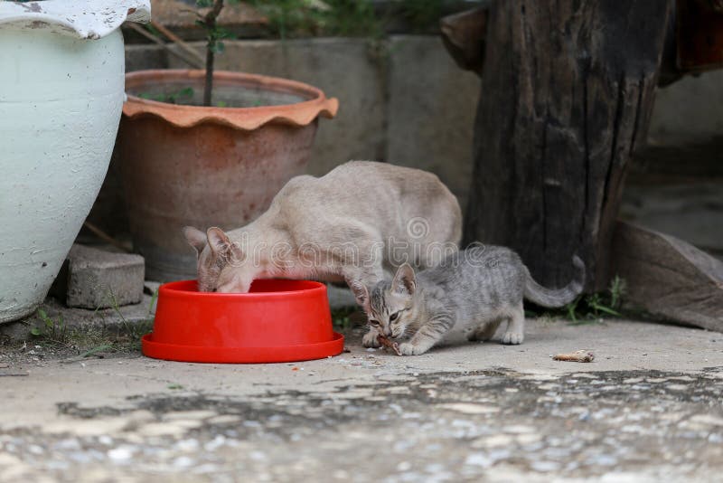 Cat and kitten are eating Thai food.