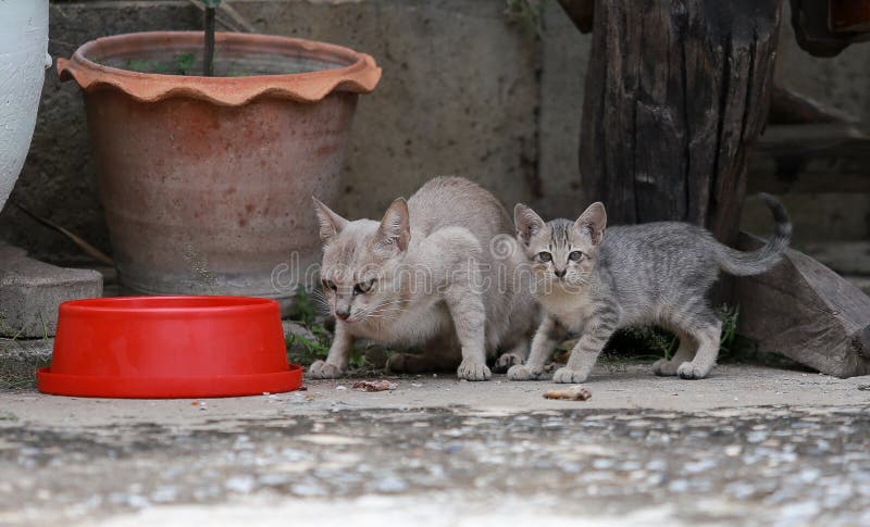 Cat and kitten are eating Thai food.