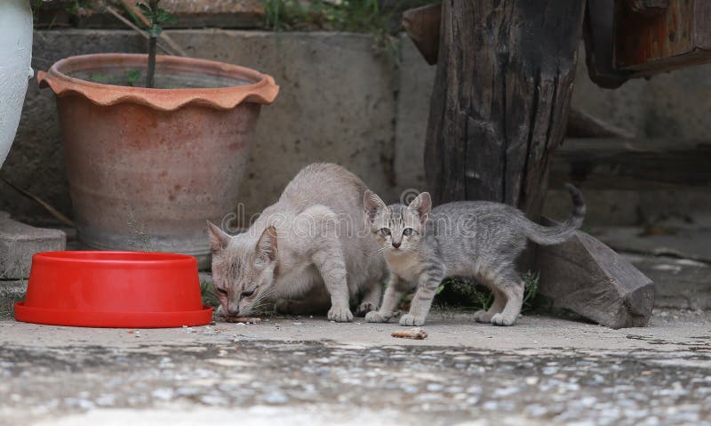 Cat and kitten are eating Thai food.