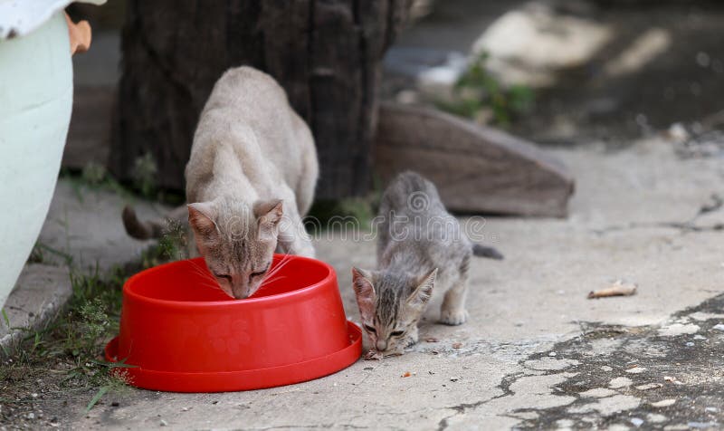 Cat and kitten are eating Thai food.