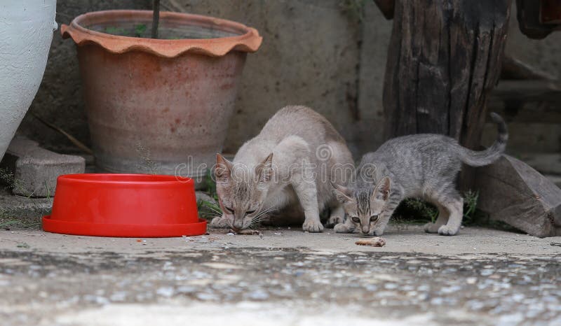 Cat and kitten are eating Thai food.