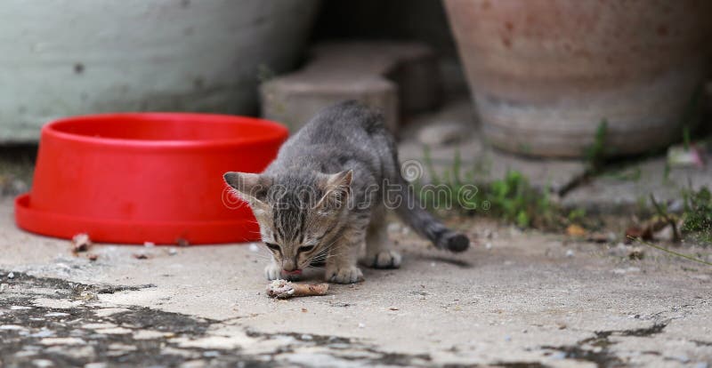 Cat and kitten are eating Thai food.