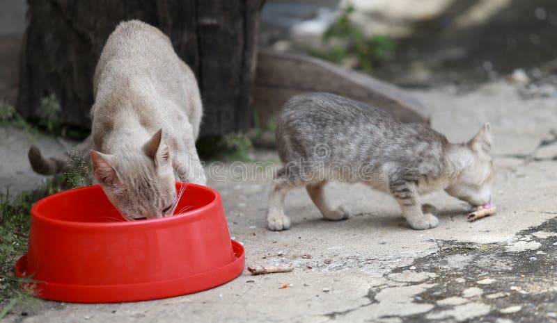 Cat and kitten are eating Thai food.