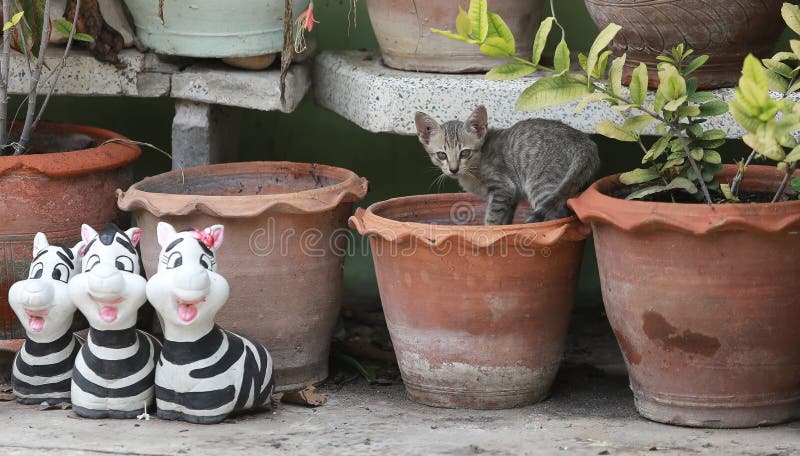 Cat and kitten are eating Thai food.