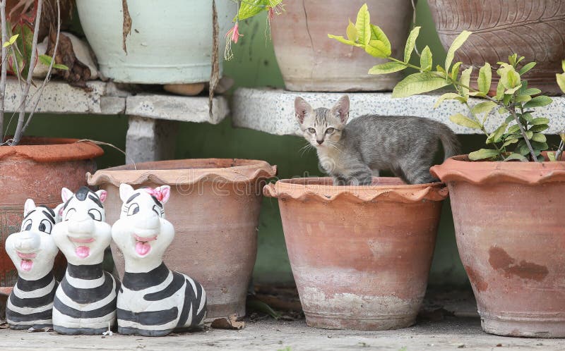 Cat and kitten are eating Thai food.