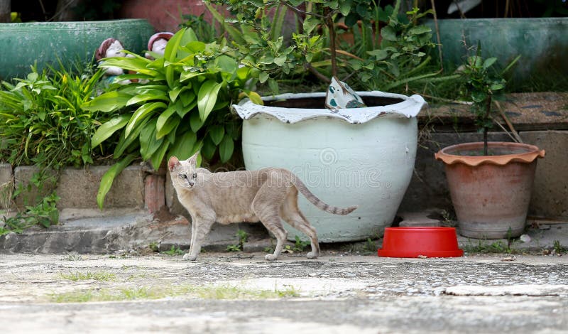 Cat and kitten are eating Thai food.