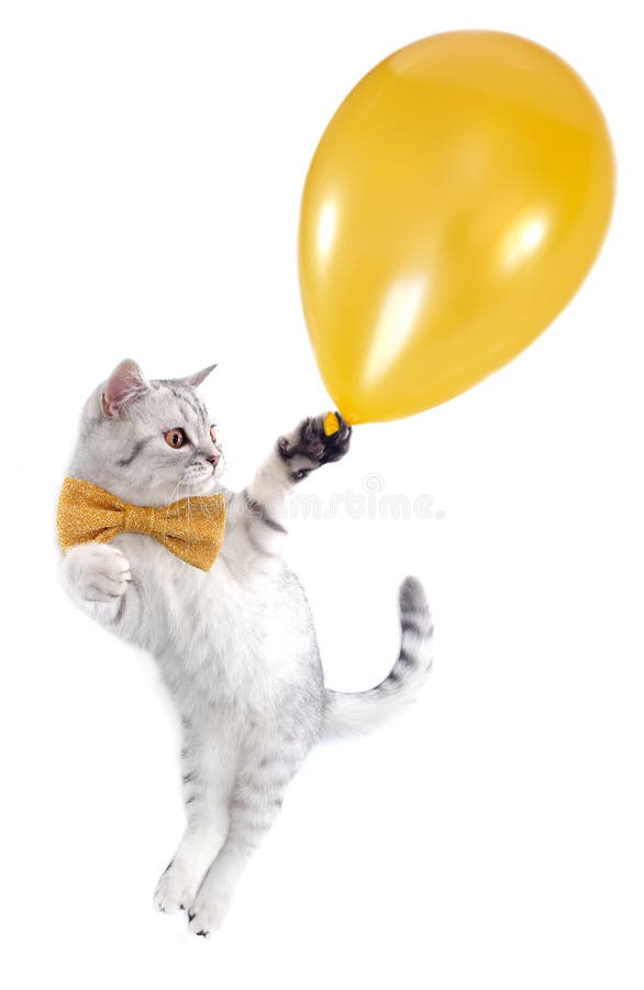 Cat kitten flying with a golden balloon