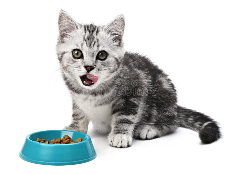 Cat kitten grey striped licking mouth. Portrait hungry kitty with food on isolated white background