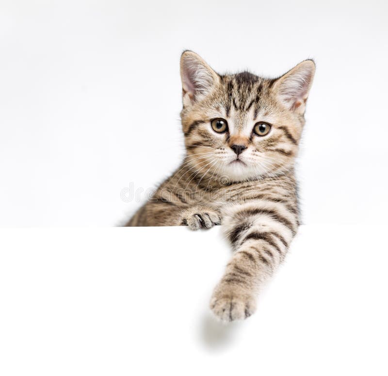 Cat or kitten isolated behind signboard