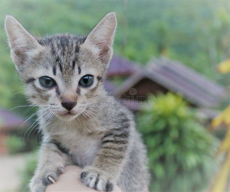 Cat kitten it`s so cute baby. with wonderful blue eyes. stock photos Cat kitten it`s so cute baby. with wonderful blue eyes. stock photos