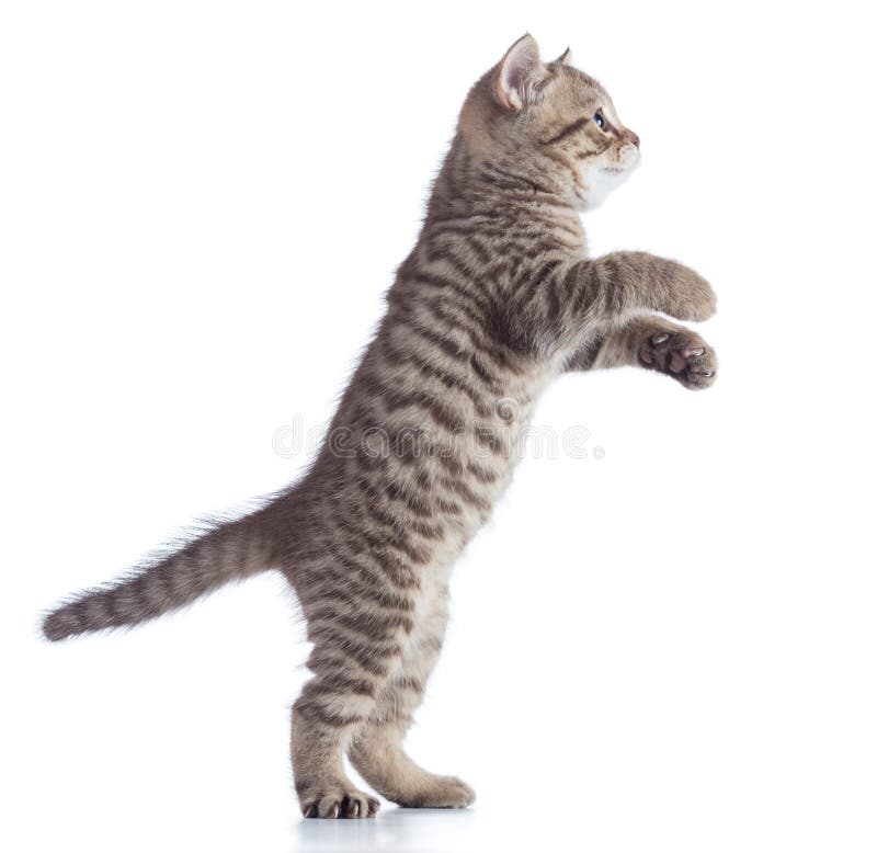 Cat Kitten is Standing, Side View Isolated on a White Background. Stock