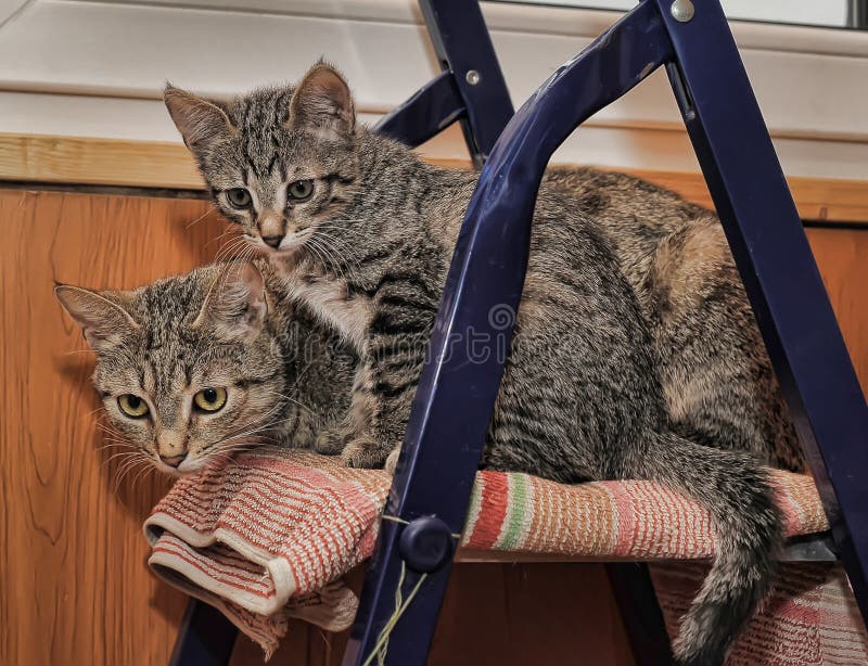 Cat and kitten together stock photo. Image of blue, fluffy 178594378