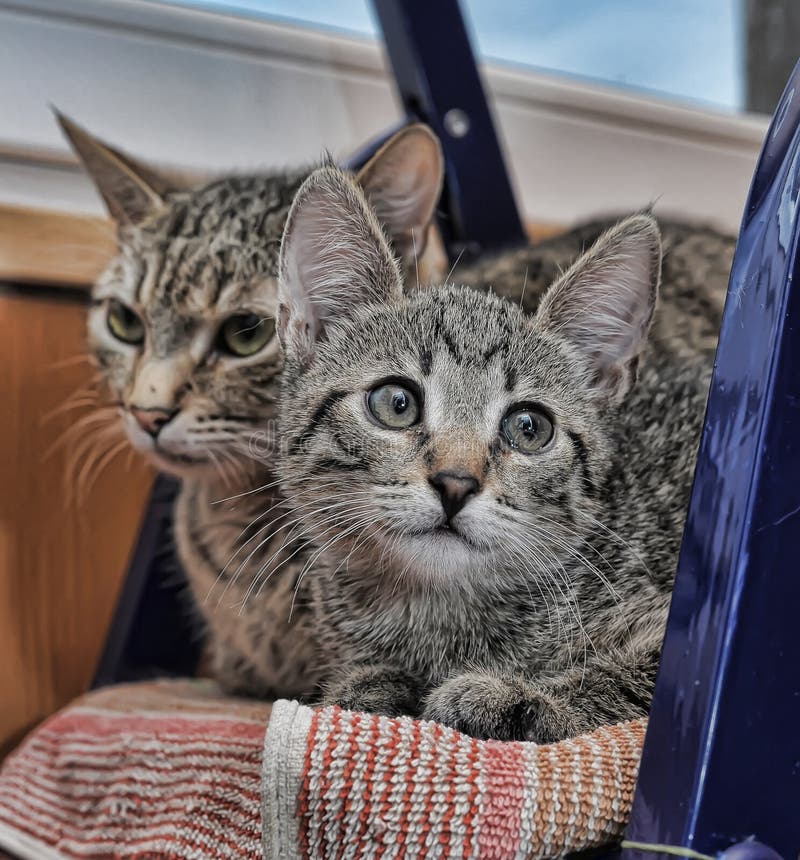 Cat and kitten together stock image. Image of adorable 178594479