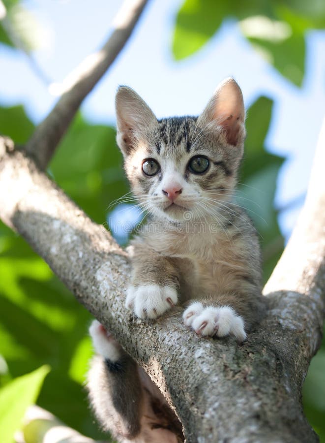 Cat kitten on tree royalty free stock photos