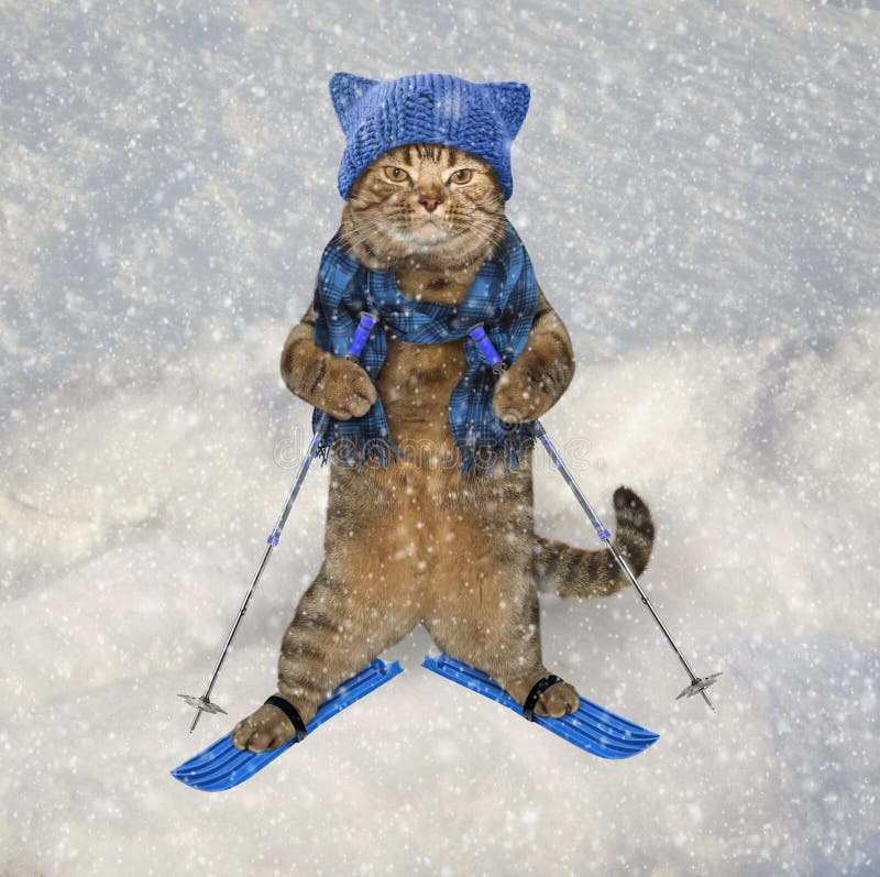 Cat with skis. stock photo. Image of animal, landscape - 55046966