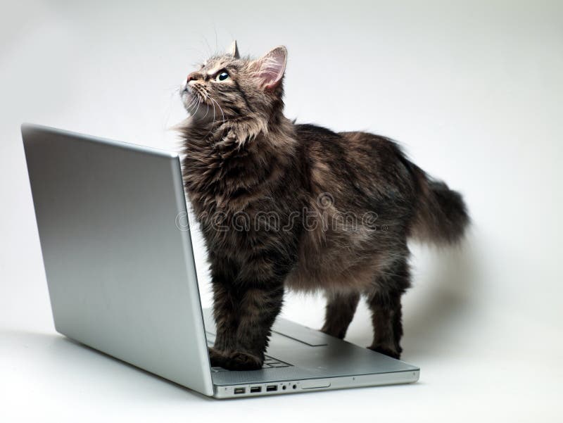 Cat with a laptop