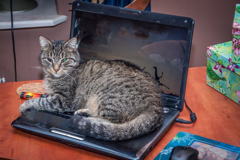 Cat on the laptop stock image. Image of games, manual 220248953