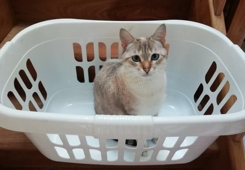 Cat in a laundry basket stock image. Image of little 120559281