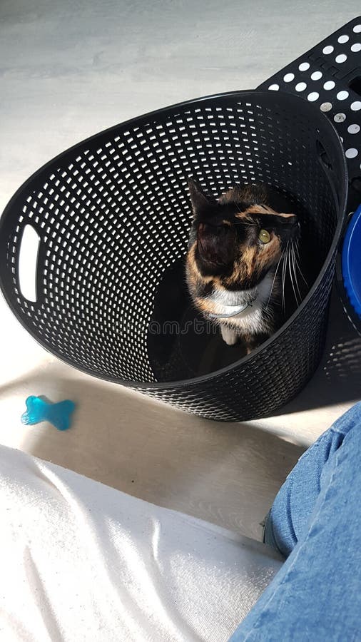 Cat in laundry basket stock photo. Image of laundry 150787566