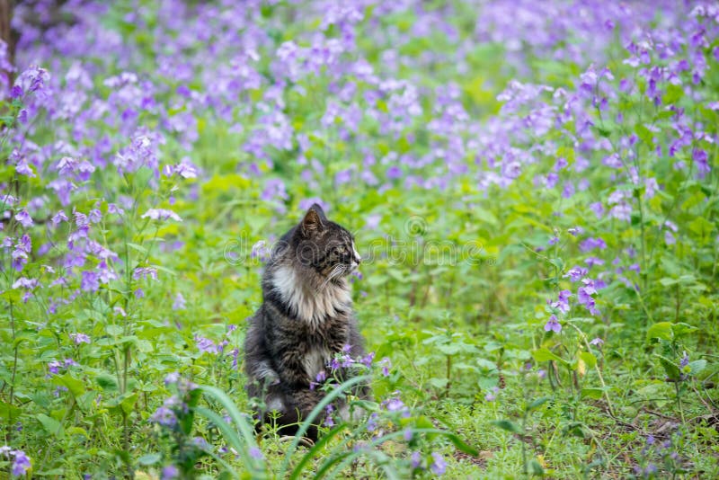 The cat lavender flowers stock photo. Image of shorthair 72799752