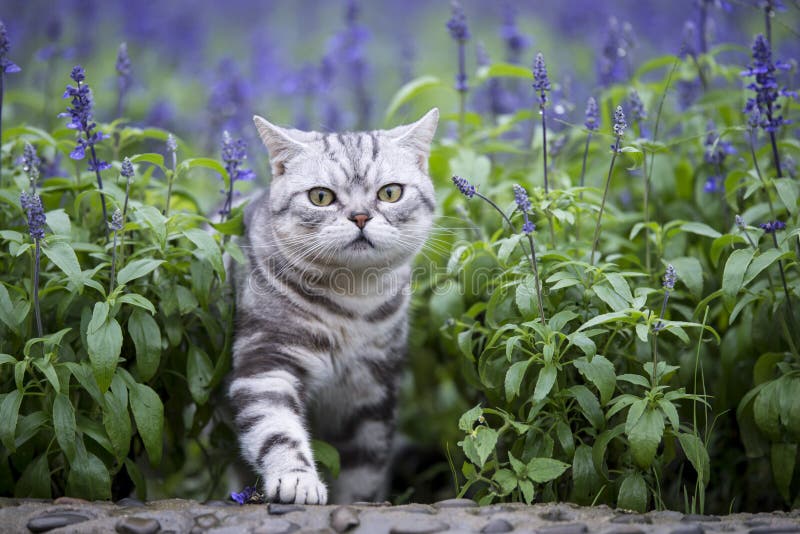 The cat lavender flowers stock photo. Image of cats, pets 72799752