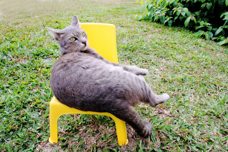 Cat lay on small chair stock photo. Image of turf, animal 51104730