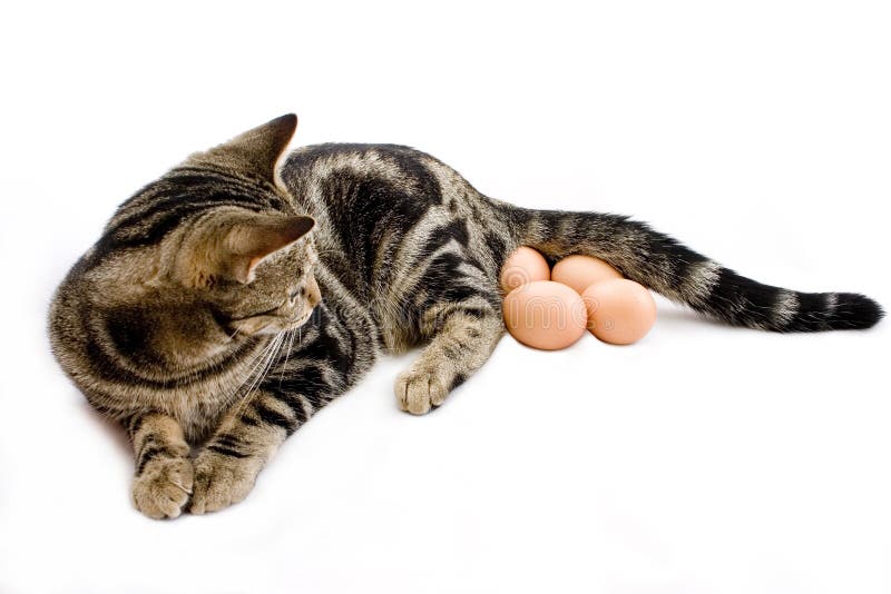 Cat laying eggs
