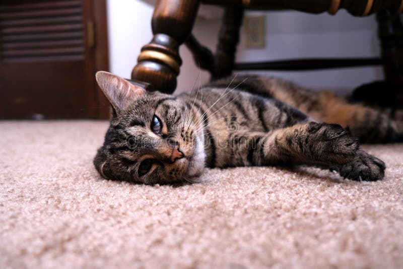 Cat Laying met Bent Ear stock foto. Afbeelding bestaande uit gekruist