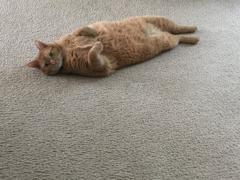 962 Back Cat Laying Photos Free & RoyaltyFree Stock Photos from Dreamstime