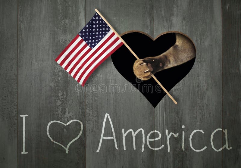 Cat holding the US flag stock image. Image of country - 147999373 Cat holding the US flag stock image. Image of country - 147999373