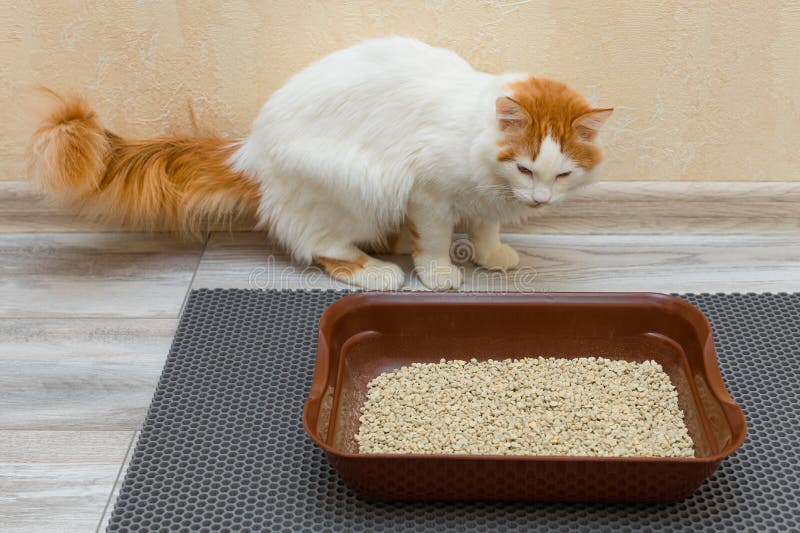 Cat Learning To Walk in the Litter Box. Stock Image Image of care