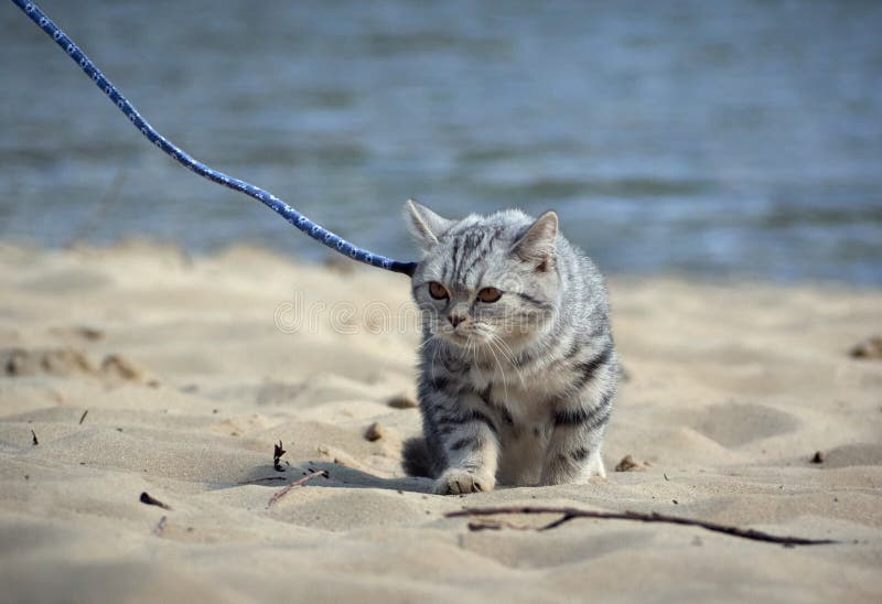 Cat on a leash. stock image. Image of expression, fluffy 180376725