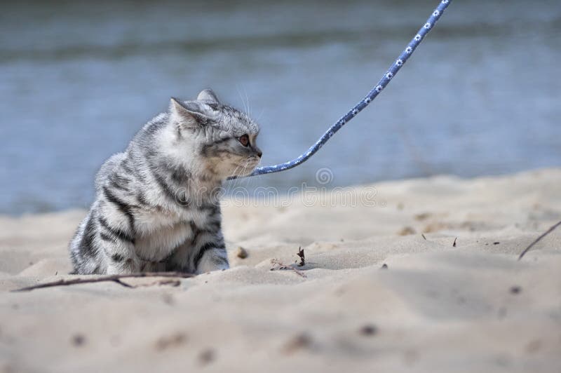 Cat on a leash. stock image. Image of natural, creep 180376525