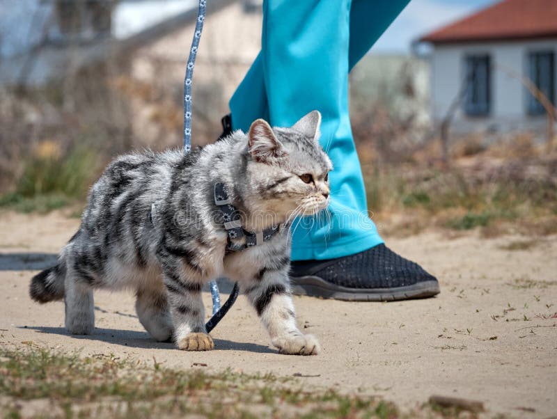 Cat on a leash. stock image. Image of harness, portrait 180377295