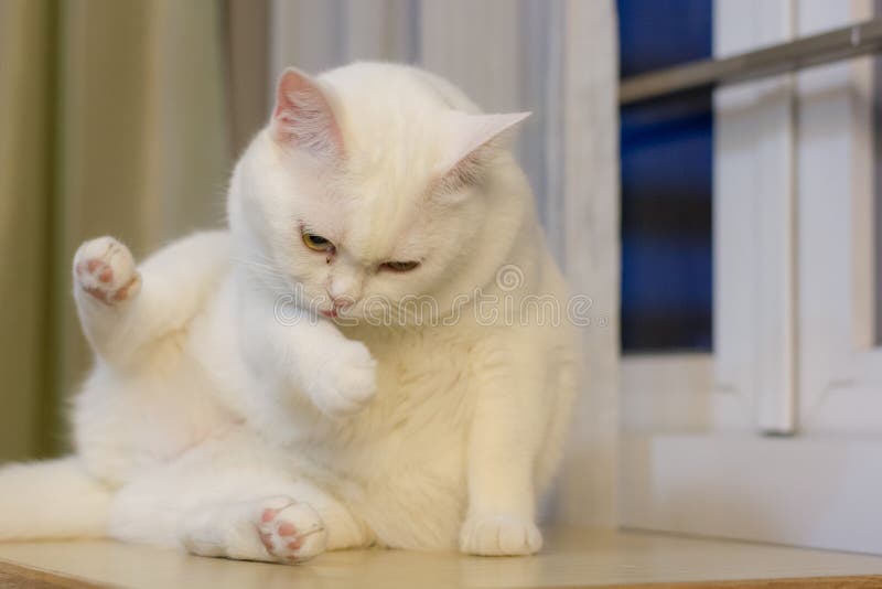 Cat lick cleaning stock photo. Image of animal, yellow 79226256