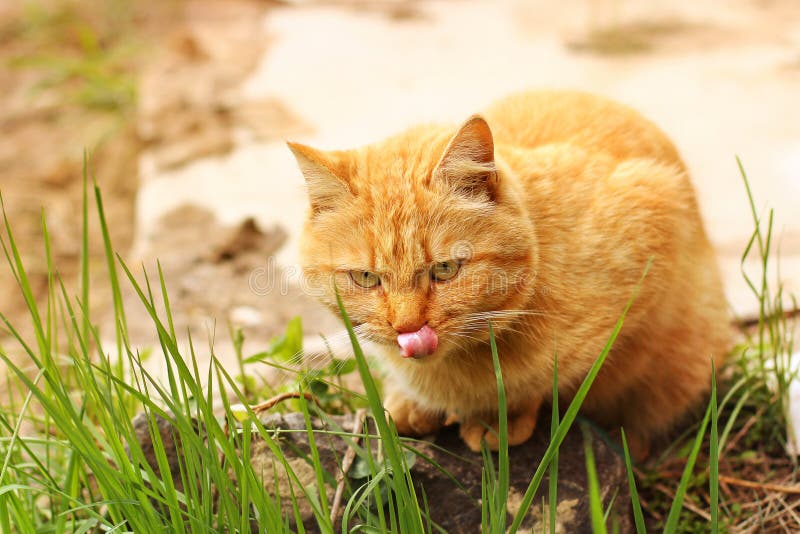 Cat licked. stock image. Image of lick, blue, kitty, snow 20446713