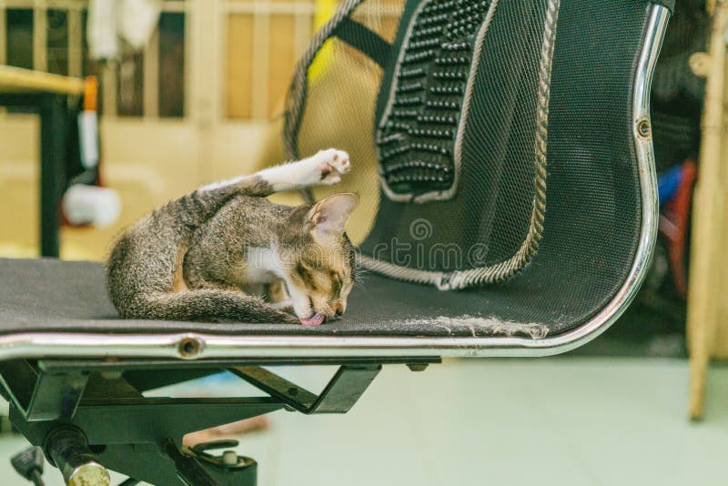 Cat Licking Chair Picture. Image 109911309