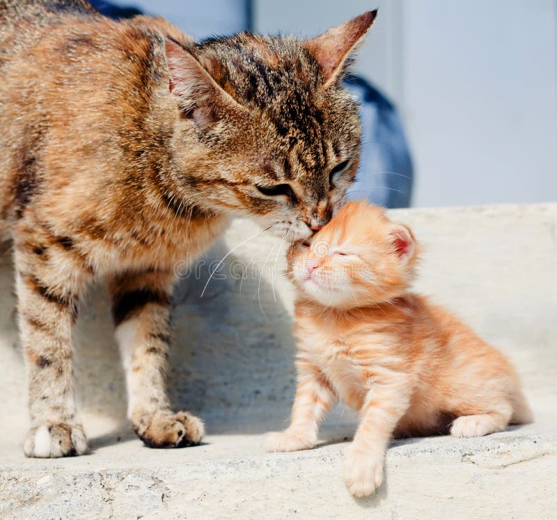 Cat Is Licking Her Kitten Royalty Free Stock Images Image 14141069