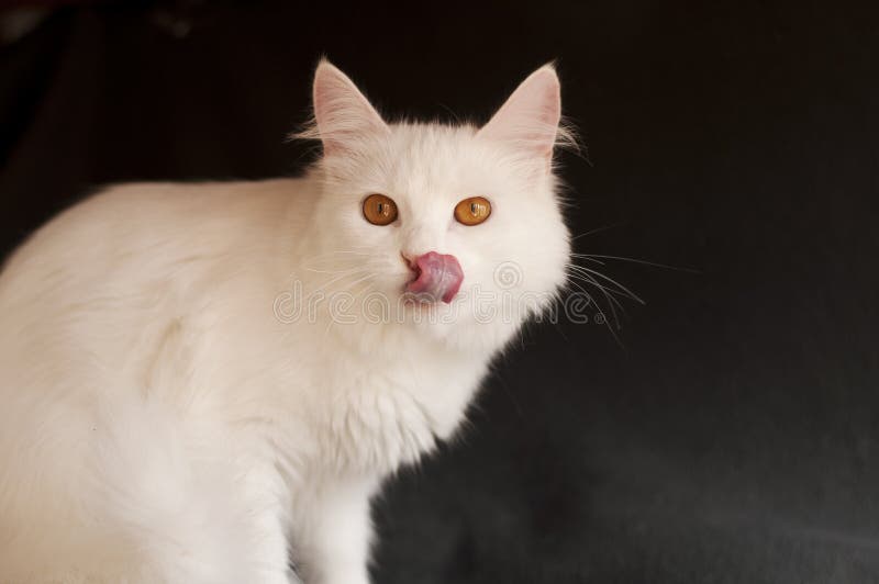 Cat licking its mouth stock image. Image of cute, front 33361257