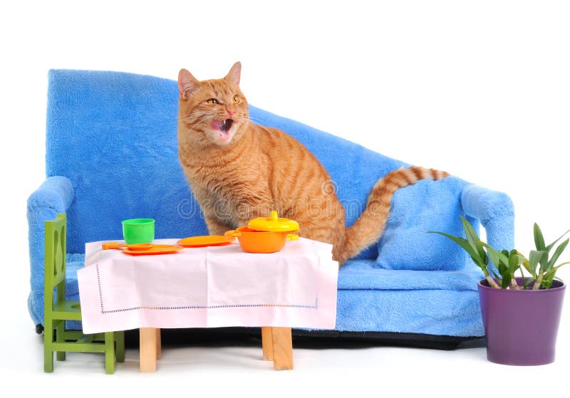 Cat Licking Itself after a Meal Stock Image Image of happy, interior