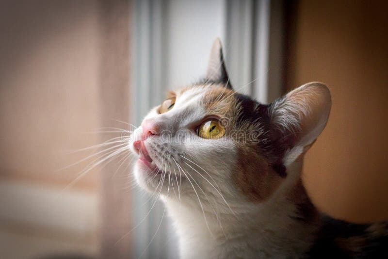 1,605 Cat Licking Lips Photos Free & RoyaltyFree Stock Photos from