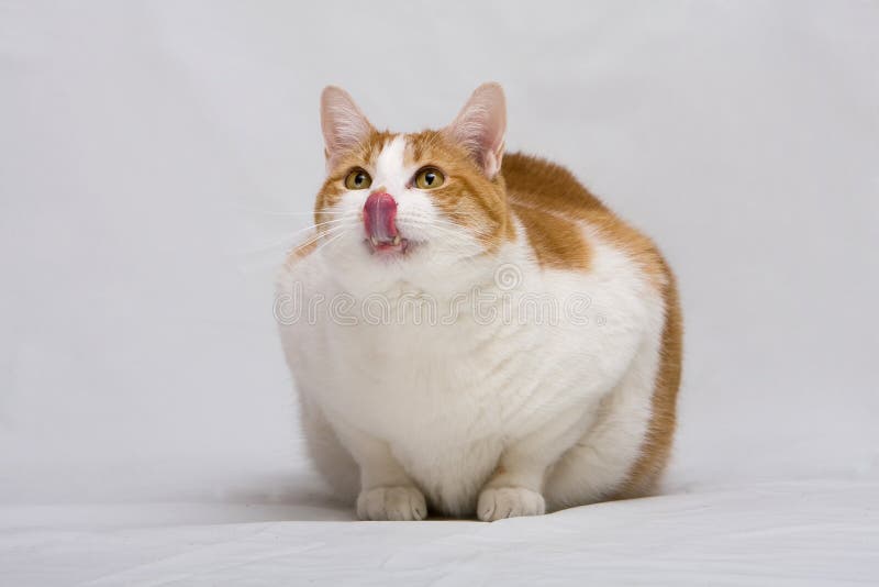 Fat Cat Scale Stock Photos - Free & Royalty-Free Stock Photos from  Dreamstime
