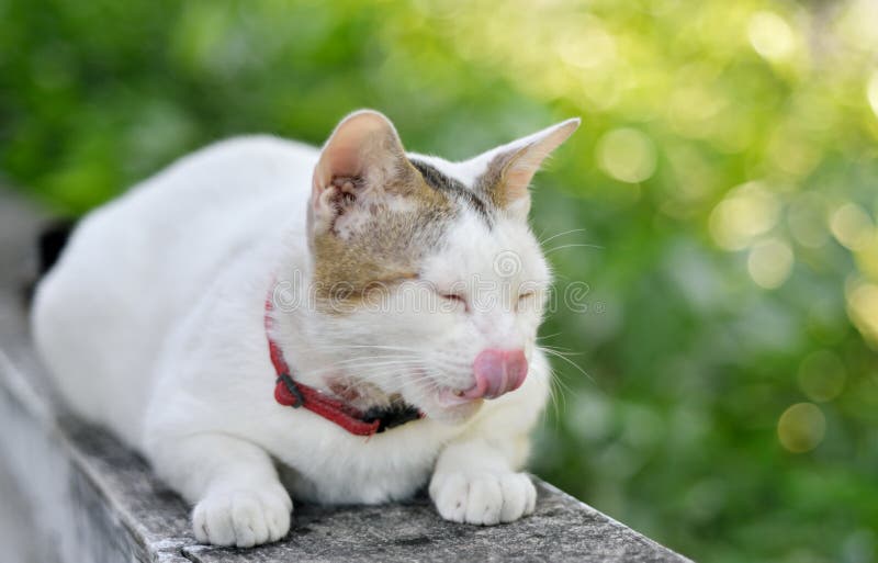Cat licking the nose stock image. Image of lying, spring 165990185