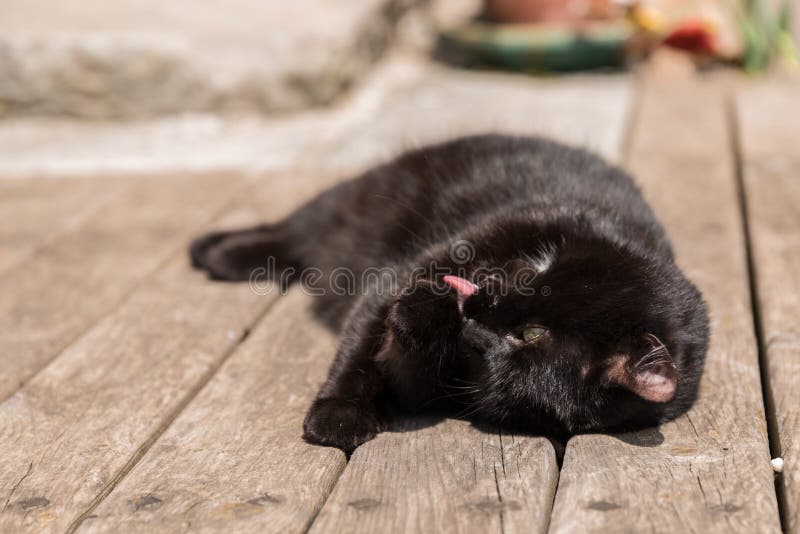 Cat licks the coat stock image. Image of domestic, clean 115748191