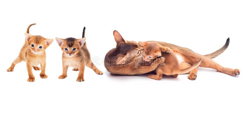 Cat licks the kitten stock photo Cat licks the kitten stock photo