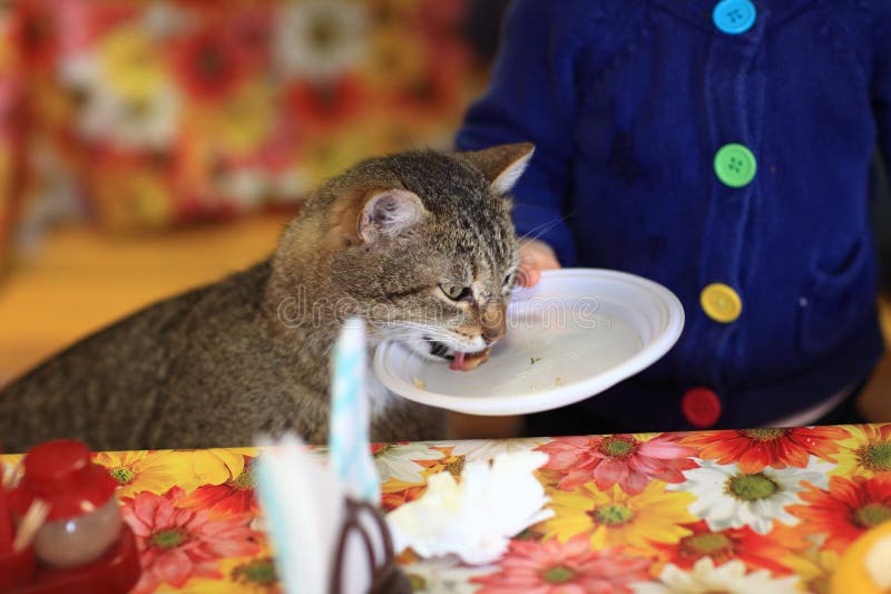Cat licks plate stock photo. Image of kitten, looking 31505836